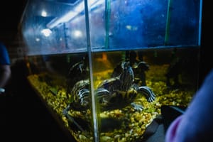 Turtles All the Way Down